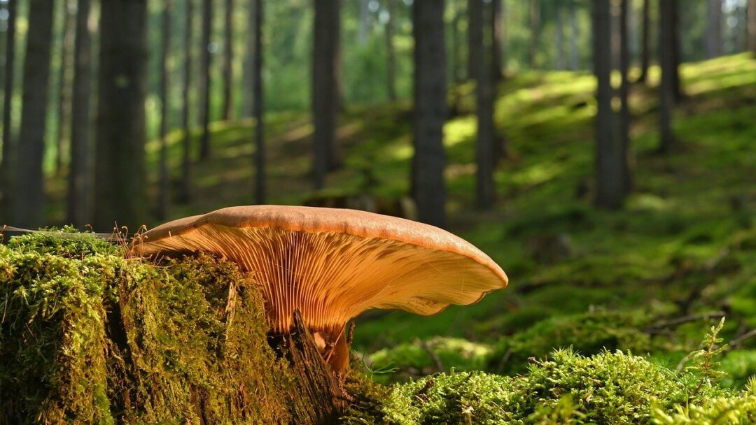 A mushroom is sitting on the stump in the woods.