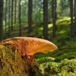 A mushroom is sitting on the stump in the woods.