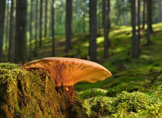 A mushroom is sitting on the stump in the woods.